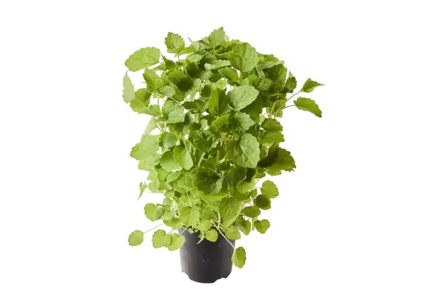 BIO Agastache drop kruid in pot doos 2st stuk
